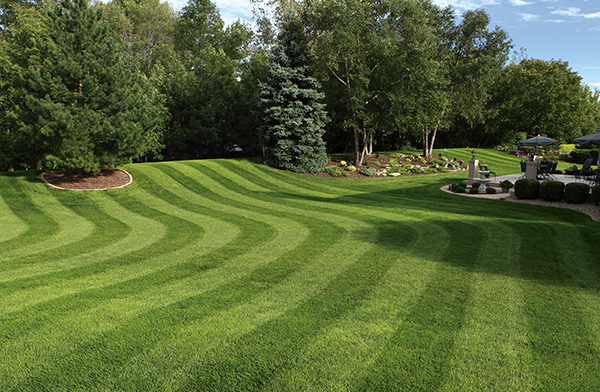 Lawn Response will make your lawn beautiful