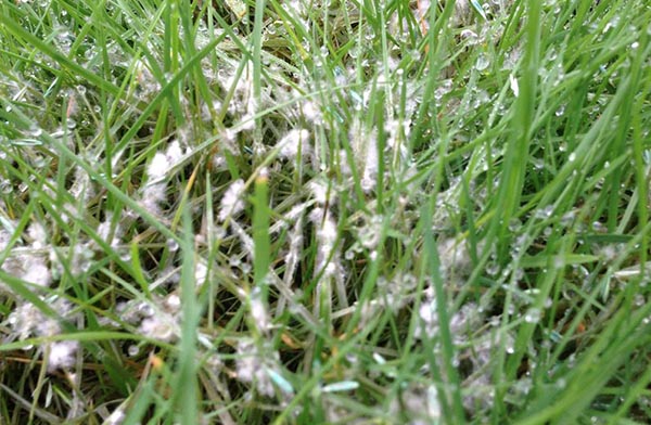 Lawn Response will treat your lawn if it has fusarium problems