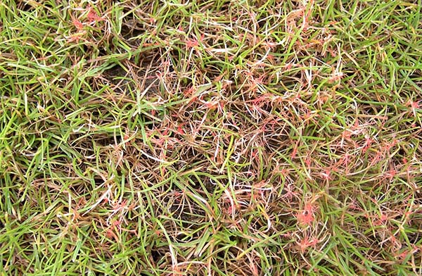 Lawn Response will take care of red thread issues